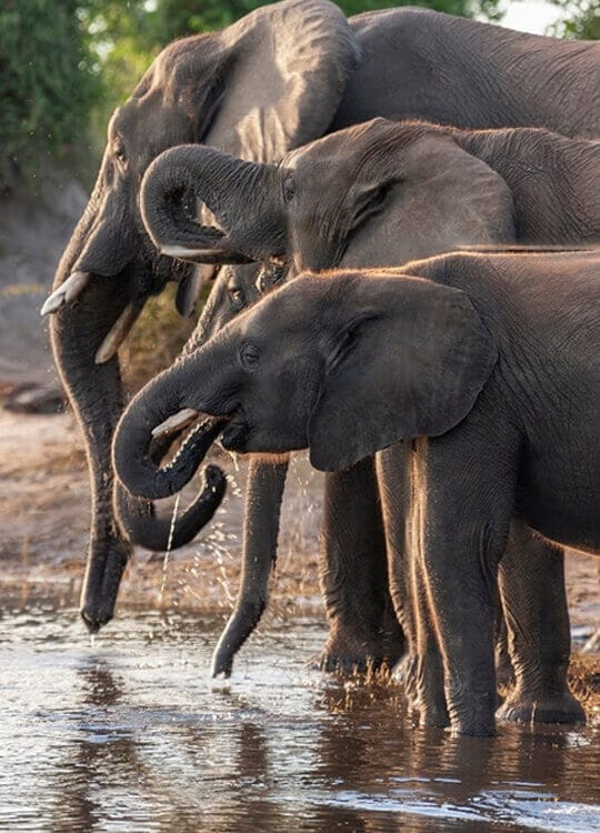 african-elephants-poster-1.jpg
