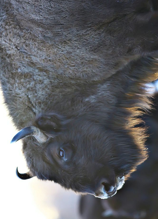 aurochs-bison-poster-1.jpg