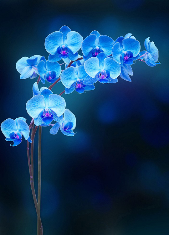 blue-orchid-poster-1.jpg