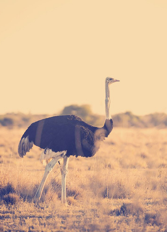 botswana-ostrich-poster-1.jpg