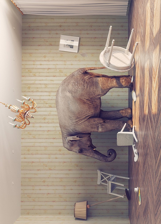 calm-elephant-poster-1.jpg