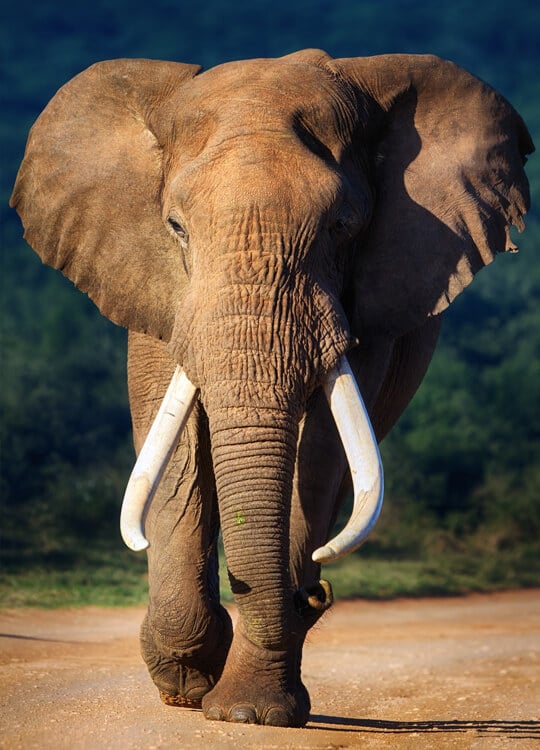 large-teeth-elephant-poster-1.jpg