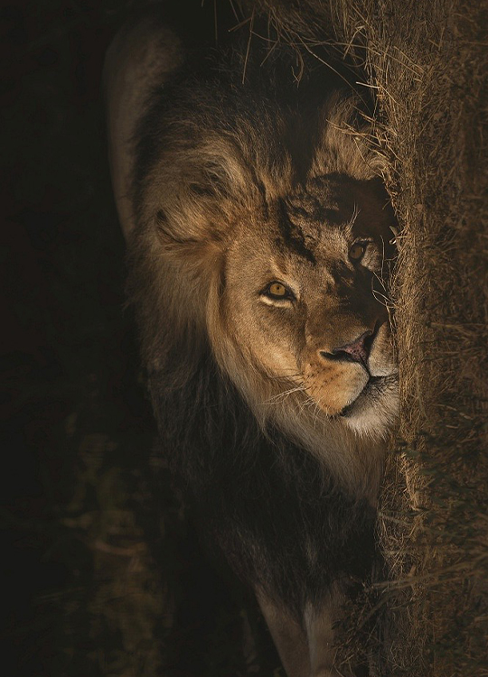 laying-lion-poster-1.jpg