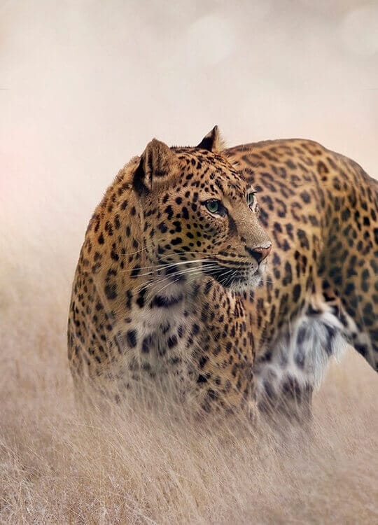 leopard-grassland-poster-1.jpg