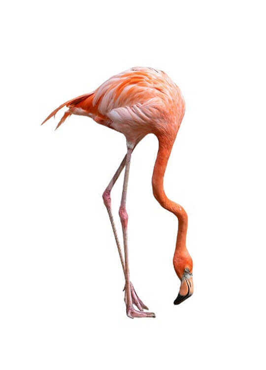 love-flamingo-poster-1-1.jpg