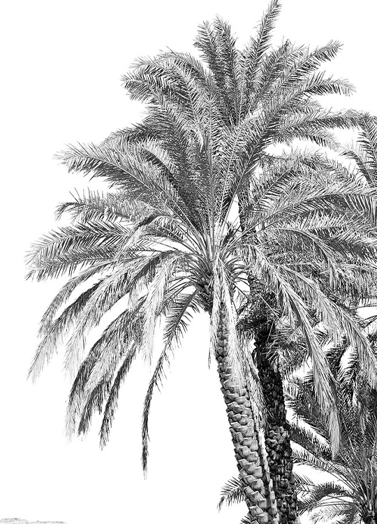 oman-the-palm-poster-1.jpg