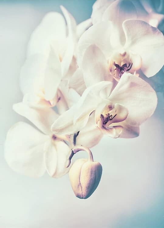 orchids-flowers-poster-1.jpg