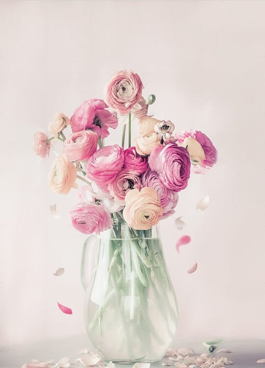 ranunculus-flowers-poster-1.jpg