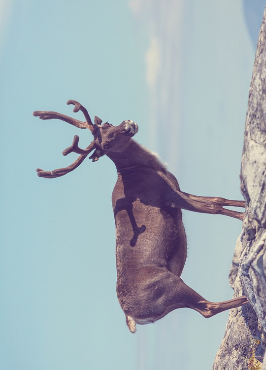reindeer-poster-1.jpg