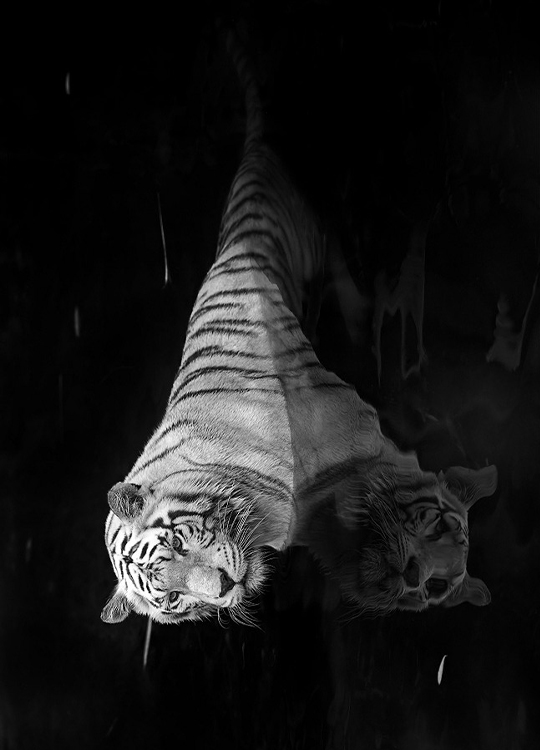 white-tiger-poster-1.jpg