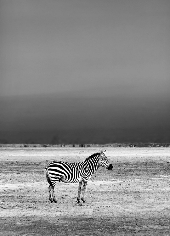 wild-zebra-poster-1.jpg