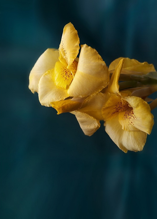 yellow-iris-poster-1.jpg