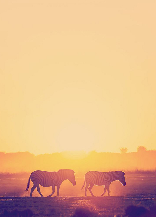 zebra-at-sunset-poster-1.jpg