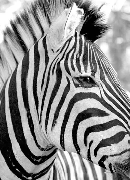 zebra-poster-1.jpg